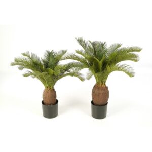 Cycas Plant w pot 65 cm